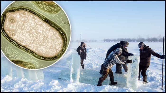 Another Pandemic? 48,500-Year-Old Infectious ‘Zombie Virus’ Buried In Ice Revived By Russian Scientists